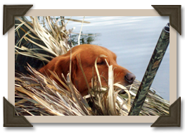 Bo ready for the hunt